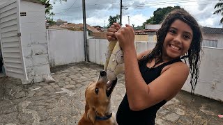 TOMEI A BOLA DO CACHORRO!- I TOOK THE DOG'S BALL!