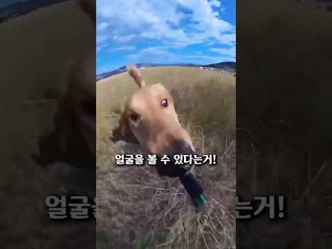 전지적 동물 시점!!