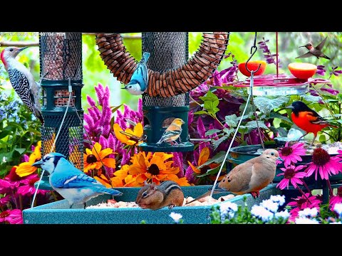 🔴LIVE 4K Cottage Garden Bird Feeder: The Baby Woodpeckers are here! Song Birds, Bees, and Flowers
