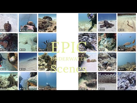 The Best Underwater Animal interactions