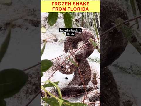 Is This FROZEN Rattlesnake from Florida Real?❓#shortvideo #ytshorts #viralshorts #frozensnake