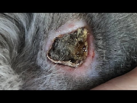 Large Cuterebra Removed From Little Kitten's Head (Part 28)