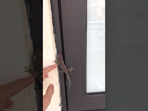 Chú tắc kè màu sắc đẹp quá #gecko #kucing #tắc_kè #bebek #tokek #kucinglucu #animal @cucutv9029