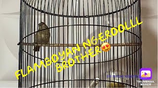 Suara Burung Flamboyan Harga Murah  Lagu  Mewah👌