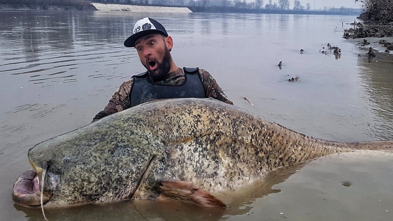 Fisherman vs catfish 8. 7 foot and 275 pound - hd by yuri grisendi