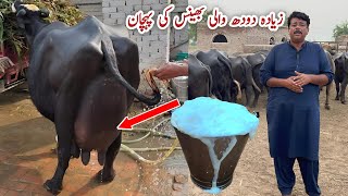 Zyda Doodh wali Bhains ki Pehchan ll How to Select High Milker Buffalo #buffalo #cow #farming 