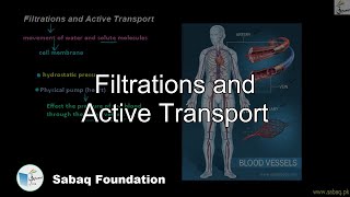Filtrations and Active Transport