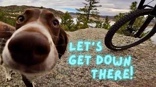Spaniels CHASED ME to the lake