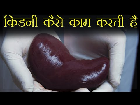 किडनी कैसे काम करता है - How does kidney work hindi