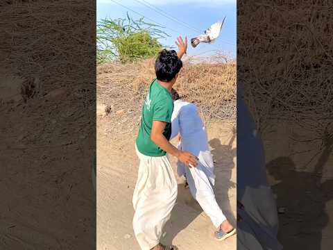 Kabootar pakd wale ko mara kabootar chori kiya 🥺🥰🕊️ #shorts #youtubeshorts #trending