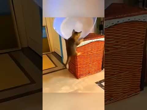 #голдазаподписку #веля #cat #funny #edit #pets #а4 #cute #standoff2 #memes