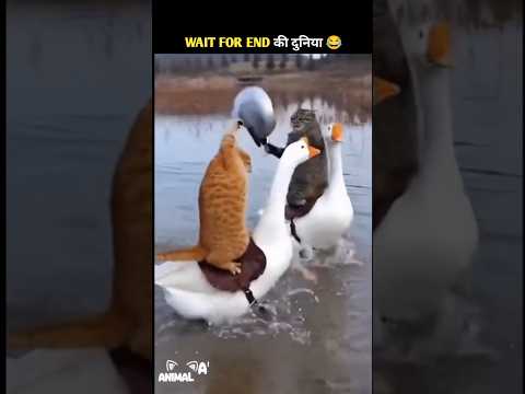 Animals Ke Gajab Karname-75 ๐ Wait for twist ๐#funny #shorts