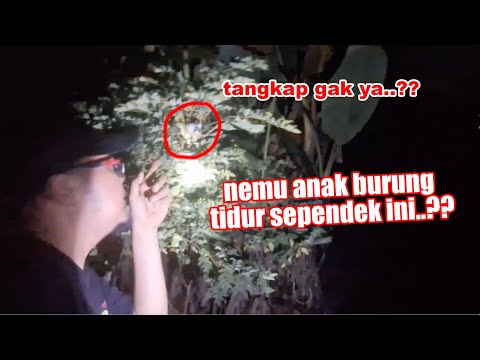 SIDAK MALAM HARI DI PINGGIR HUTAN, NEMU BURUNG INI, TANGKAP GAK YA - DITUNGGU SAMBIL BAKAR SINGKONG