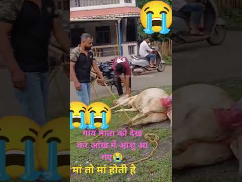 😭बच्चा पेट में ही सड़ गया 😭 मां तो मां होती है चाहे कोई भी हो जय गौ माता 🙏😭😭😭🥺🥺😭