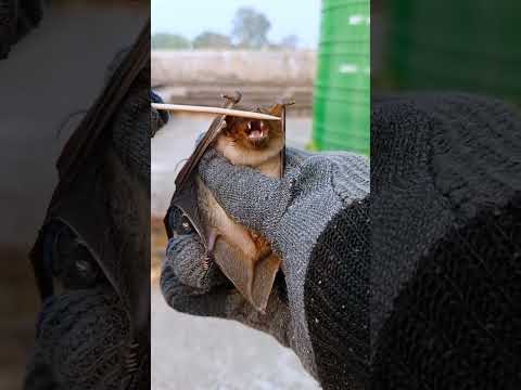 Fruit Bat | #shorts #youtubeshorts #mravi