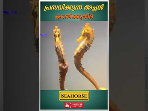 പ്രസവിക്കുന്ന അച്ഛൻ  | Seahorse #shorts