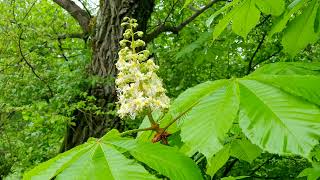 Relaxing Rain Sounds in the Spring Forest
