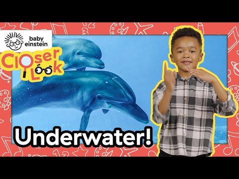 A Closer Look at Underwater Animals! | Baby Einstein | Learning Show for Toddlers | Kid Education