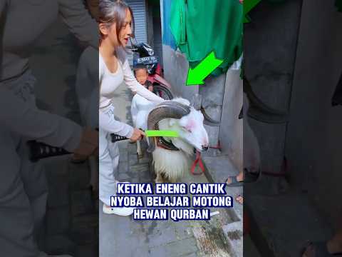 Kambingnya pasrah sama Neng cantik 😂🐏 #shorts #ngakak #kocak #warga62 #konoha #quran #iduladha2025