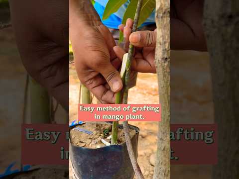 Easy method of grafting in Mango plant || #youtubeshorts #mangografting #indian_nursery_tips 