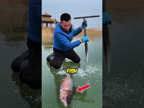 Retrieve dead fish from the ICE 🧊