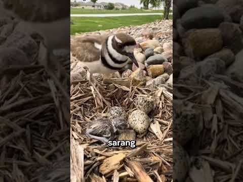 Pura-Pura Terluka Demi Melindungi Anaknya