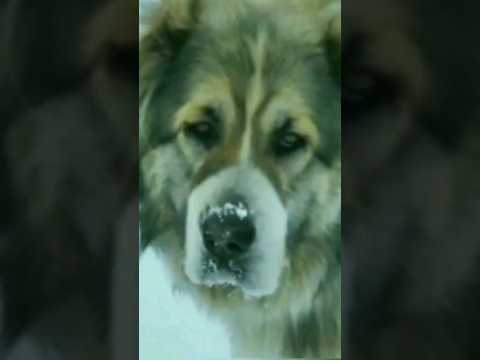 Дружба Алабая и Гуся.Friendship between Alabai and Goose.#shorts