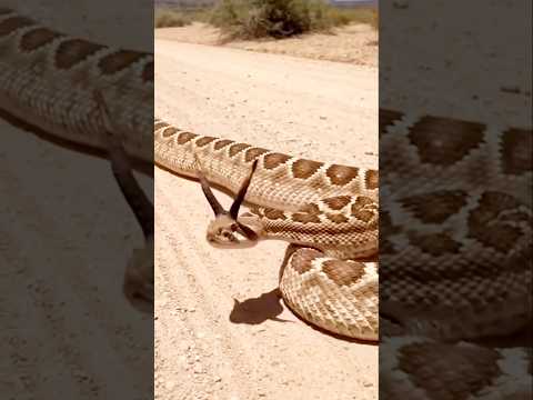 Uma cobra com dois chifres #sobrevivência #natureza #animais #cobra