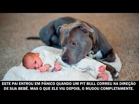 Este pai entrou em pânico quando um pit bull correu na direção de sua filha. Mas o que ele viu...