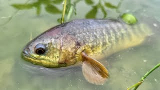 Catching Climbing Perch Fishing in rainy weather | Daily Life Fishing in Rainy Season #fishing