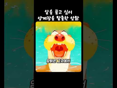 알을 품고 싶어 양계쟝을 탈출한 암탉