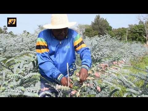 ALIYEKUWA DC TEMEKE AJA NA KILIMO CHA MAUA YA MANUKATO,SOKO LAKE LIPO DUBAI