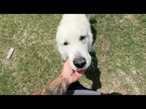 They Said My Dog Was Missing. I Didn’t Want to Believe It