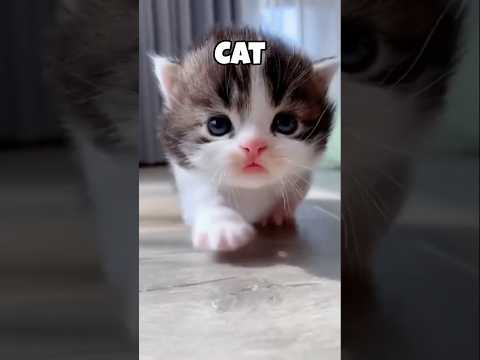 How animals see the world 🌎 #animals #shorts #cat