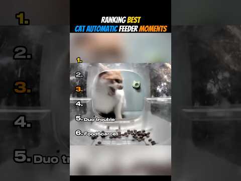 Ranking Best Cat Automatic Feeder Moments