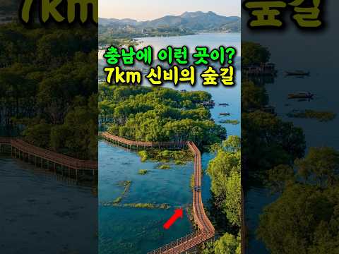 🔥 충남에 이런 곳이? 7km 신비의 숲길 걷기 좋은 여행지 #여행추천 #방문할곳 #시니어건강 #시니어여행