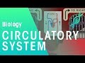 Circulatory System Functions and Structures