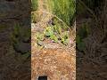 Nature's Adaptation and Growth Insights