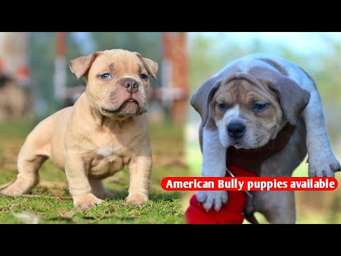 Import line American Bully puppies available ||