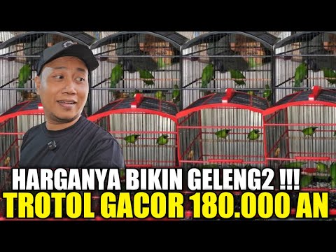 GAK ADA LAWAN ! CUMA KIOS MANTO YG NEKAD JUAL CAK IJO TROTOL GACOR CUMA 180.000 AN HARI INI