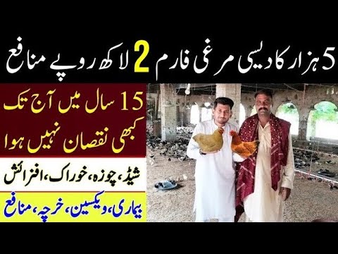 5 Hazar ka Desi Golden Misri Farm or 2 Laakh Mahan kmai