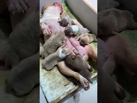 #asmr#shorts#pet#dog#개#애완 동물