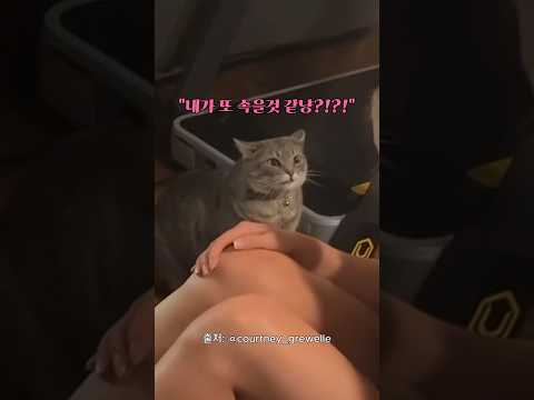 집사의 외출을 극혐하는 야옹이
