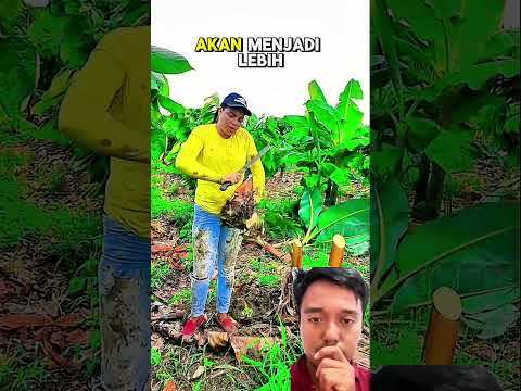pembenihan pisang