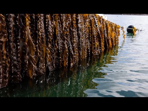 PAANO MAG-SIMULA NG SEAWEED FARMING