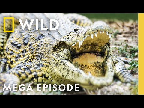 It Smelled of Death: Brutal Moments in the Animal Kingdom MEGA EPISODE Compilation