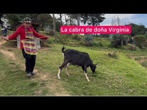 Le compramos una cabra y le encantó | doña Virginia