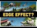 Ecological Systems and Interactions