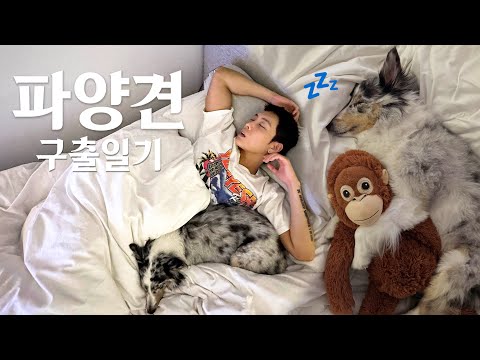 만남은 쉽고, 이별은 어려워... (🐶임시 보호 일기)