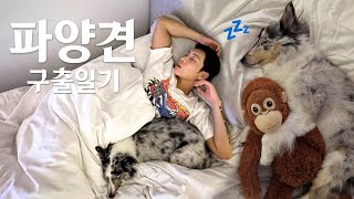 만남은 쉽고, 이별은 어려워... (🐶임시 보호 일기)